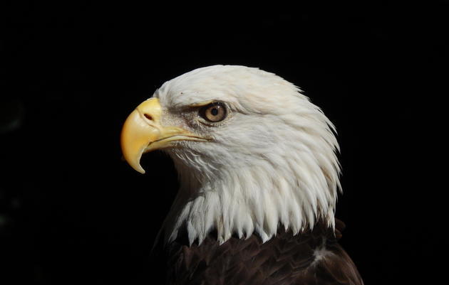 Audubon Center for Birds of Prey