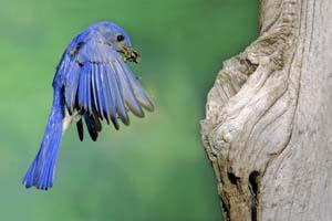 Eastern Bluebird