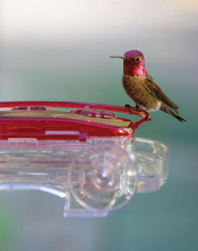 Anna's Hummingbird on Feeder Anna's Hummingbird on Feeder